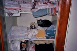 Dubhghall (Dougall) Fluffer Somerville in the linen closet.  Both cats like to sleep in here.  Coal doesn't sleep here much as she can't climb or jump as well as she used to.  This is the "little kitty".