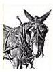 mule in harness with blinders on.  This mule is ready for the plow.  At least it is physically ready for the plow.