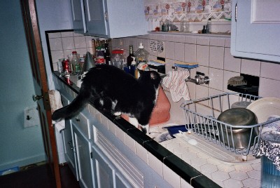 Another of "the cat dishwasher".